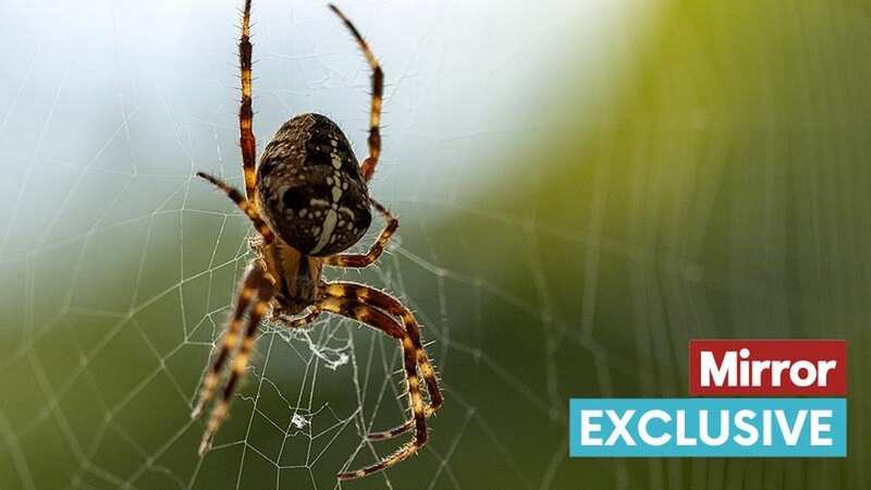 Researchers believe spiders silk could bridge gaps between damaged nerves (Image: Getty Images/500px)