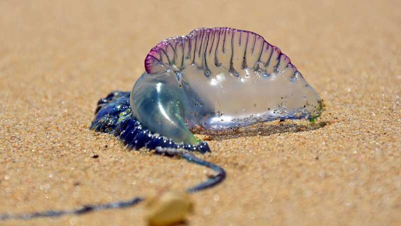 The alien-looking Portuguese Man O