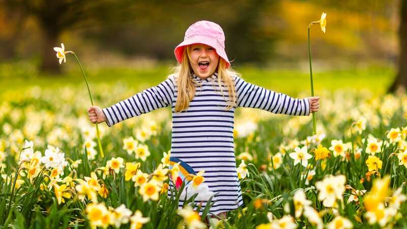 A little girl plays in the daffodils in the sunshine in Leeds today (Image: Andrew McCaren/LNP)