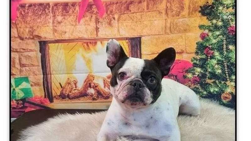 A devastated family are appealing for information after their French bulldog was hit by a van in Crewe (Image: Toni Hamill)