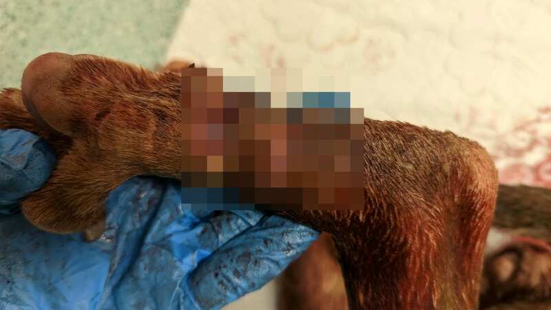 The RSPCA is investigating the awful incident (Image: RSPCA / SWNS)