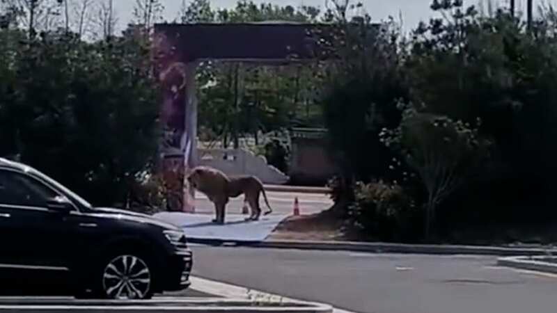 Lions escape cage during show sending crowds fleeing as predator seen on street