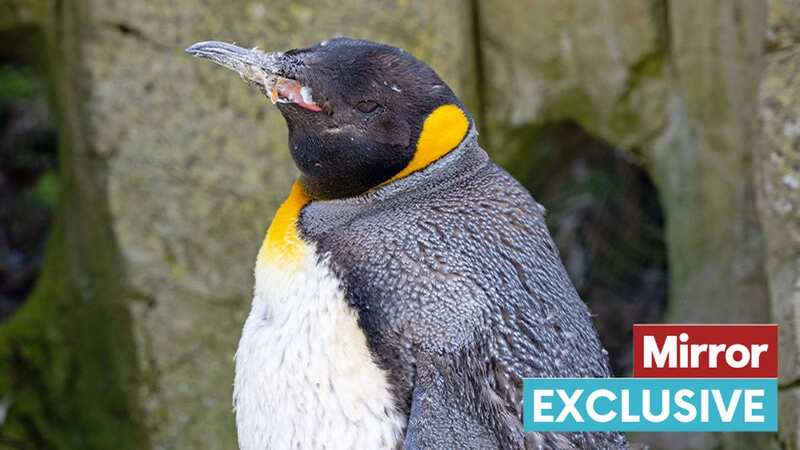 Spike the king penguin (Image: Rowan Griffiths / Daily Mirror)