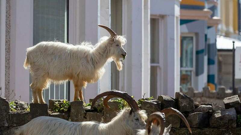 The goats clamber on fences and walls to access gardens and even into homes (Image: Elija Barnes/WALES NEWS SERVICE)