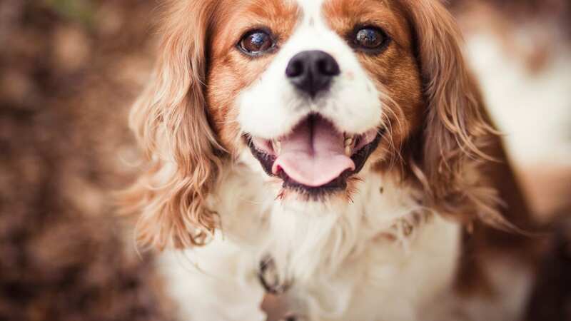 The King Charles Spaniel dog has its name from royalty (stock image) (Image: Getty Images)