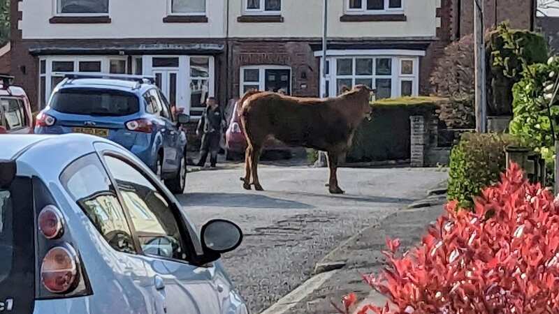 Dad tells of moment rampaging bull charged 