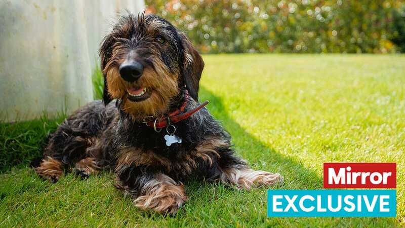 Garden expert shares tip to protect grass from dog urine