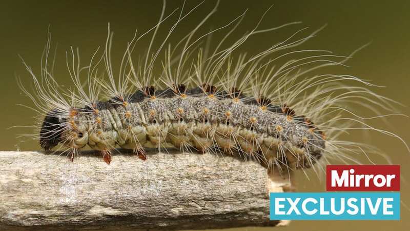 The critters have up to 60,000 toxic hairs (Image: Getty Images)