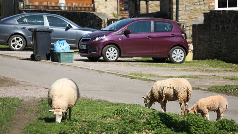 Sheep have been causing chaos in a Gloucestershire village (Image: Tom Wren SWNS)