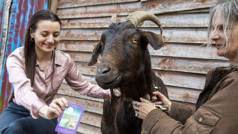 Billy the psychic goat has bad news for the Royal Family (Image: Katielee Arrowsmith SWNS)