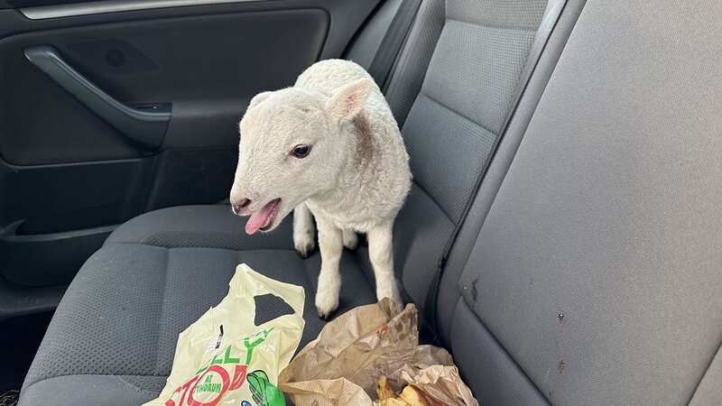Cops were stunned to find a lamb in a car found to be transporting heroin and cocaine (Image: Police Scotland / SWNS)