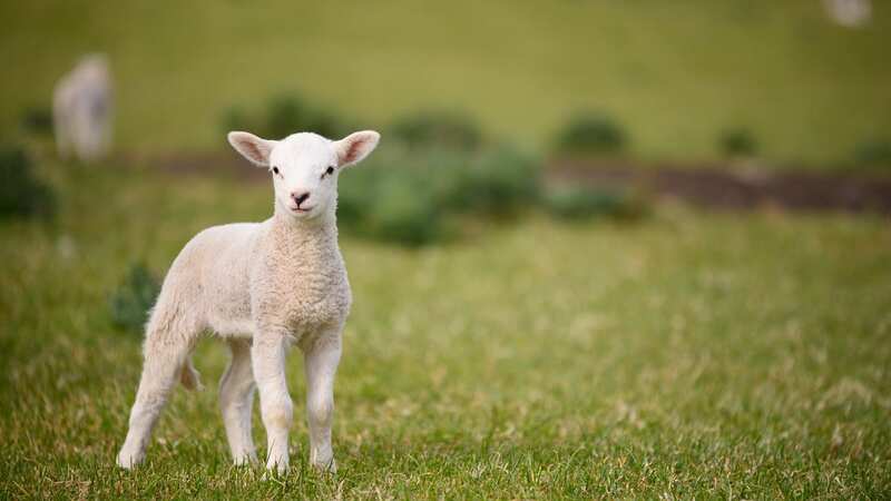 A flock of lambs in Kent was attacked (stock image) (Image: Getty Images/iStockphoto)