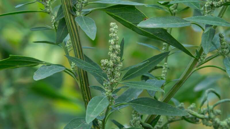 Chenopodium album, a type of annual herbaceous gray-green and member of the Lobodaceae family (Image: Getty Images/iStockphoto)