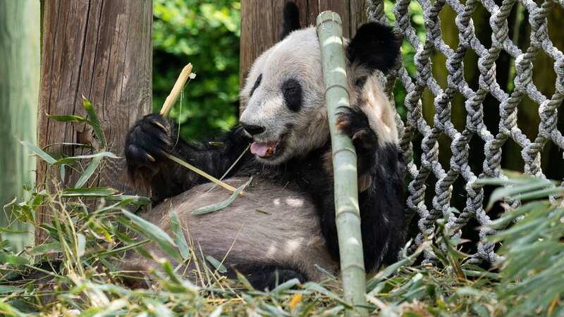 Giant panda leaves US zoo to finally head home to China after 20 years