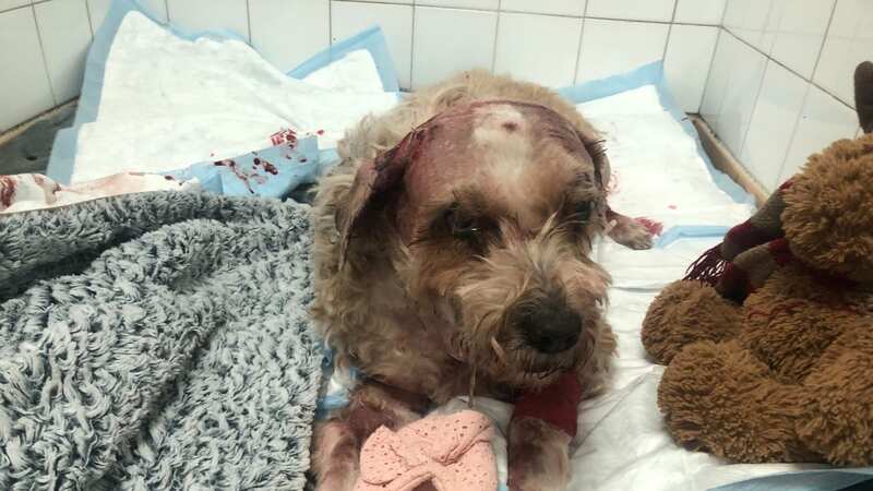 Beloved pooch Rocky after the savage mauling (Image: Handout)