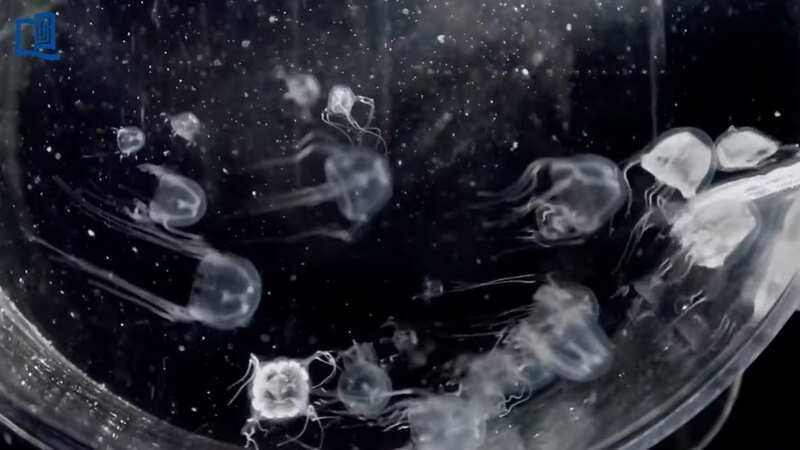 Newly discovered 24-eyed jellyfish is related to most venomous marine creature