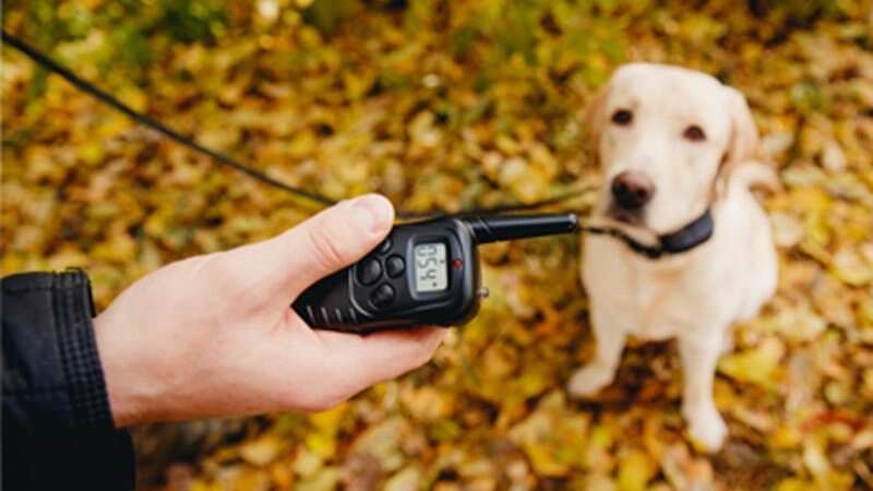 Electric shock dog collars have been banned in England from February next year (stock image) (Image: Kennel Club)