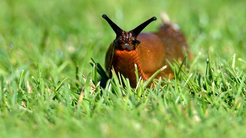 Slugs can cause havoc in the garden (Image: Getty Images)
