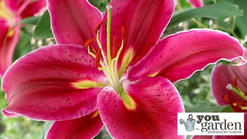 10 free* ‘King Charles’ Lily Bulbs at Yougarden