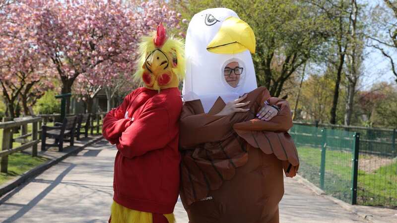 Chicken and eagle battle it out at scaring seagulls away from Blackpool Zoo