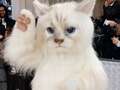 Jared Leto has fans in hysterics dressed as Karl Lagerfeld's cat at Met Gala