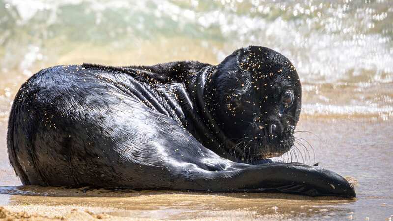 An endangered Hawaiian Monk Seal named Kaiwi gave birth for her second time on a busy beach in Waikiki in Honlulu (Image: Erik Kabik Photography/ MediaPunch/MediaPunch/IPx)