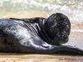 Beach closes to tourists for up to seven weeks to help protect newborn seal eiqrriquidxinv