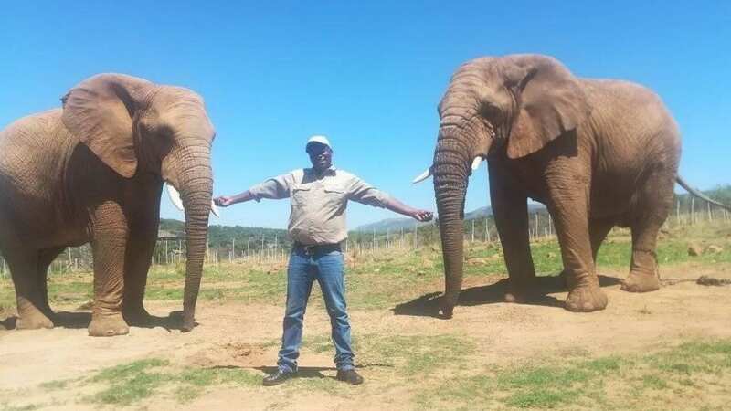 Tragic elephant handler Kabelo Botha Mashao, 36, who was trampled and gored to death by a trusted elephant he knew well (Image: Facebook)