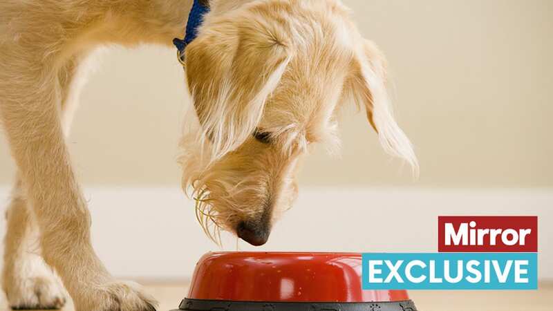 You should be careful about the type of tap water you are giving your pets (stock image) (Image: Getty Images)