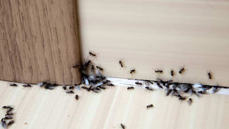 If you have ants in your home, there