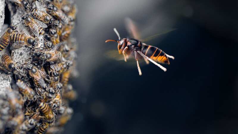 A swarm of bees attached themselves to the plane (stock) (Image: Getty Images/EyeEm)