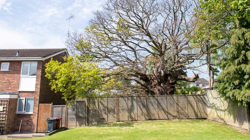 The ancient oak tree on Gayhurst Close in Caversham, where a planning application has gone in for a new three bed home (Image: SWNS)