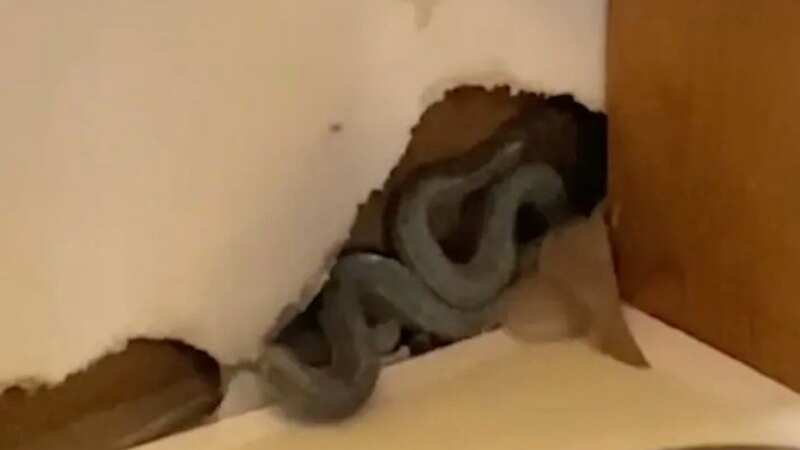 Mum finds ten giant snakes living in walls of new home