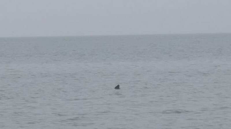 Massive shark spotted near paddleboarder off UK beach leaves dogwalker stunned