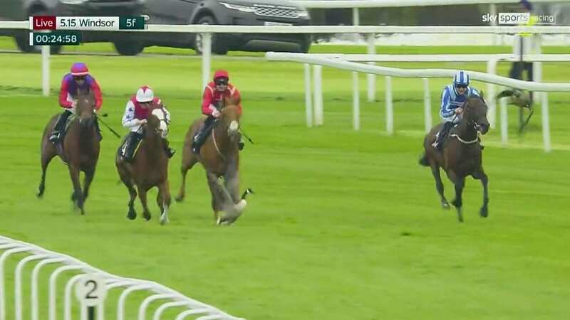 A goose tries to fly out of the way of runners at Windsor (Image: Sky Sports)