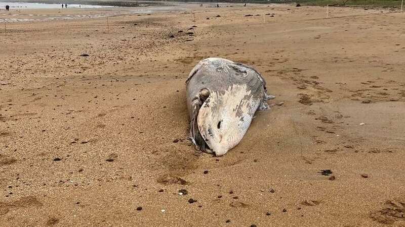The minke whale was washed up on the beach at North Berwick, before being hauled away by a forklift truck (Image: East Lothian Council)
