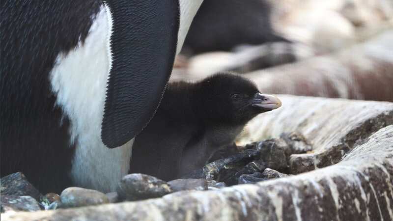The endangered Northern rockhopper is the very first chick of penguin breeding season, born to parents Pinny and Bruce (Image: RZSS/Cover Images)