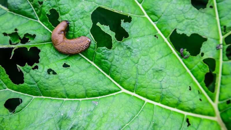 Slugs and snails can prove to be seriously irritating when it comes to your garden (Image: Getty Images)