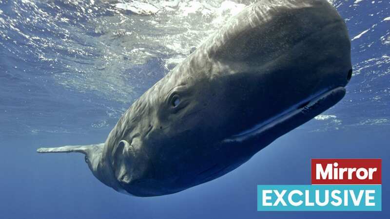 The spy whale takes viewers beneath the waves (Image: BBC/John Downer Productions/René Heuzey)