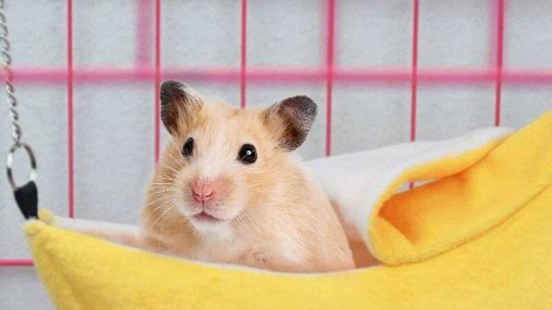 If you think your hamster needs a banana hammock - now is your chance (Image: Jam Press)