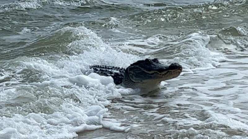 Massive alligator terrifies beachgoers as it swims in sea off tourist island