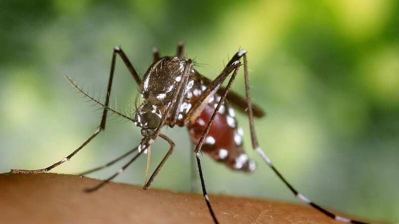 Mosquitoes bite humans (Image: Getty Images)