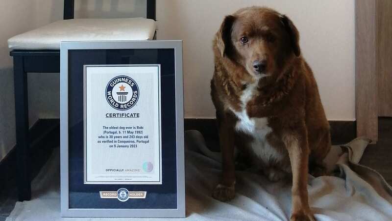 Bobi is the oldest living dog in the world (Image: Guinness World Records)