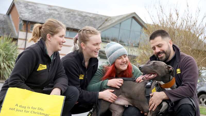 By enabling sponsorship, fostering or rehoming, Dogs Trust helps the dogs who need it most (Image: Dogs Trust)