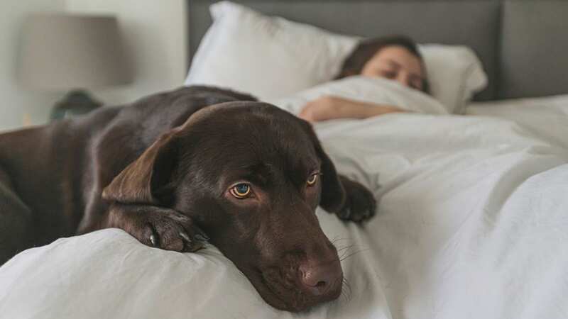 The vet shared an urgent plea over dogs at bedtime (stock photo) (Image: Getty Images)