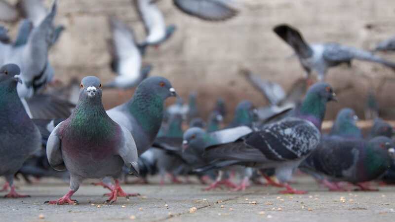 Barcelona is planning to roll out contraception for pigeons to drastically reduce the population by 80 per cent (Image: Getty Images/iStockphoto)