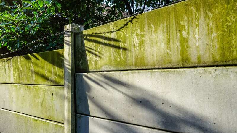 If your fence is looking green, it may deteriorate more quickly (Image: Getty Images/iStockphoto)