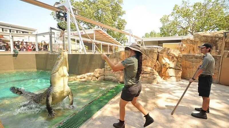 A crocodile at the reptile park in Darwin (Image: crocosaurus cove darwin/facebook)