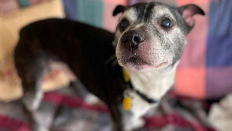 Bruno the Staffordshire bull terrier is looking for his final home after being stuck at Loughborough Dog