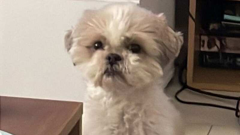Pucca, a Lhasa Apso, pictured before the nightmarish attack (Image: supplied)